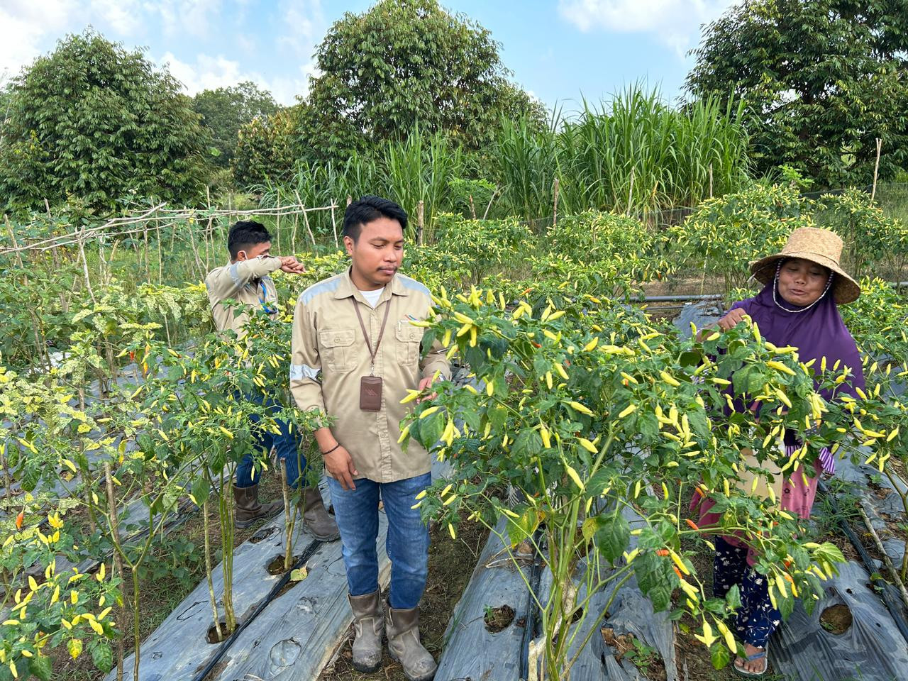 Kelompok Tani Binaan Sebuku Coal Group Gelar Panen Raya