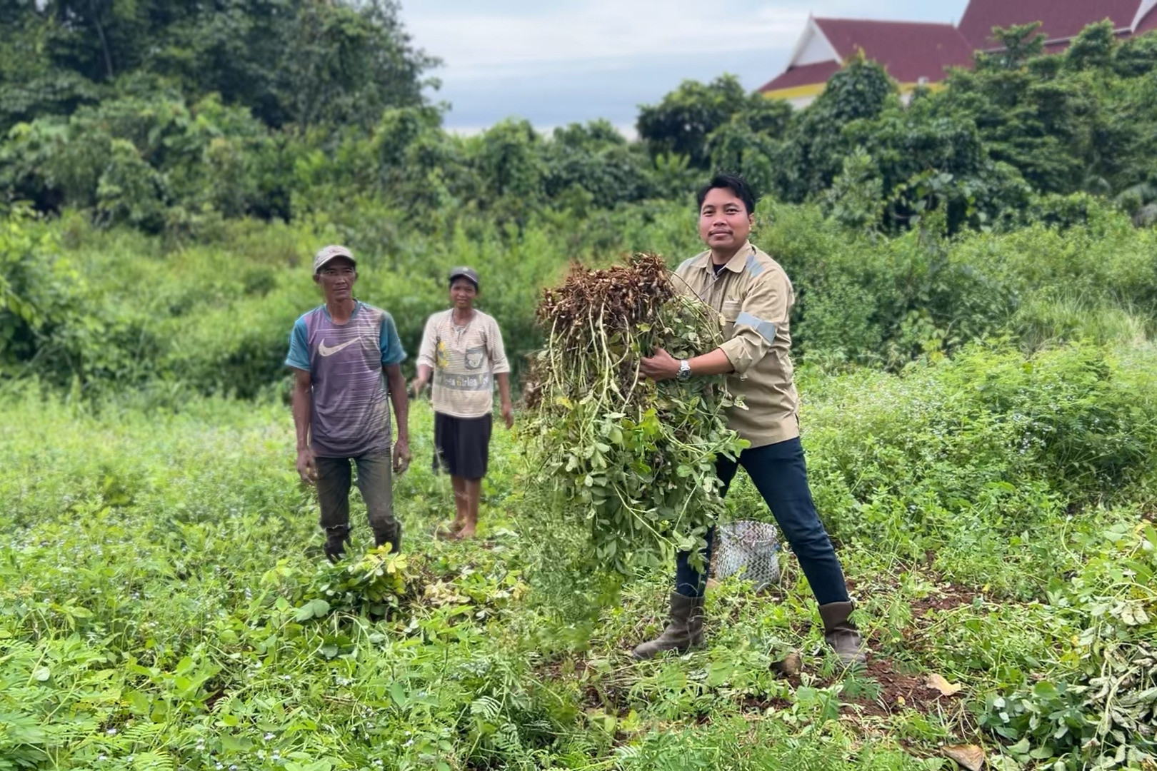 Panen Kacang Tanah Warga Kelompok Binaan CSR Raih Hasil Memuaskan