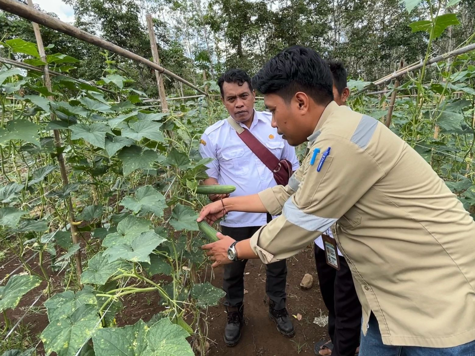 Panen Timun 1,5 Ton, Kelompok Tani Jelapat Indah Tuai Hasil Memuskan