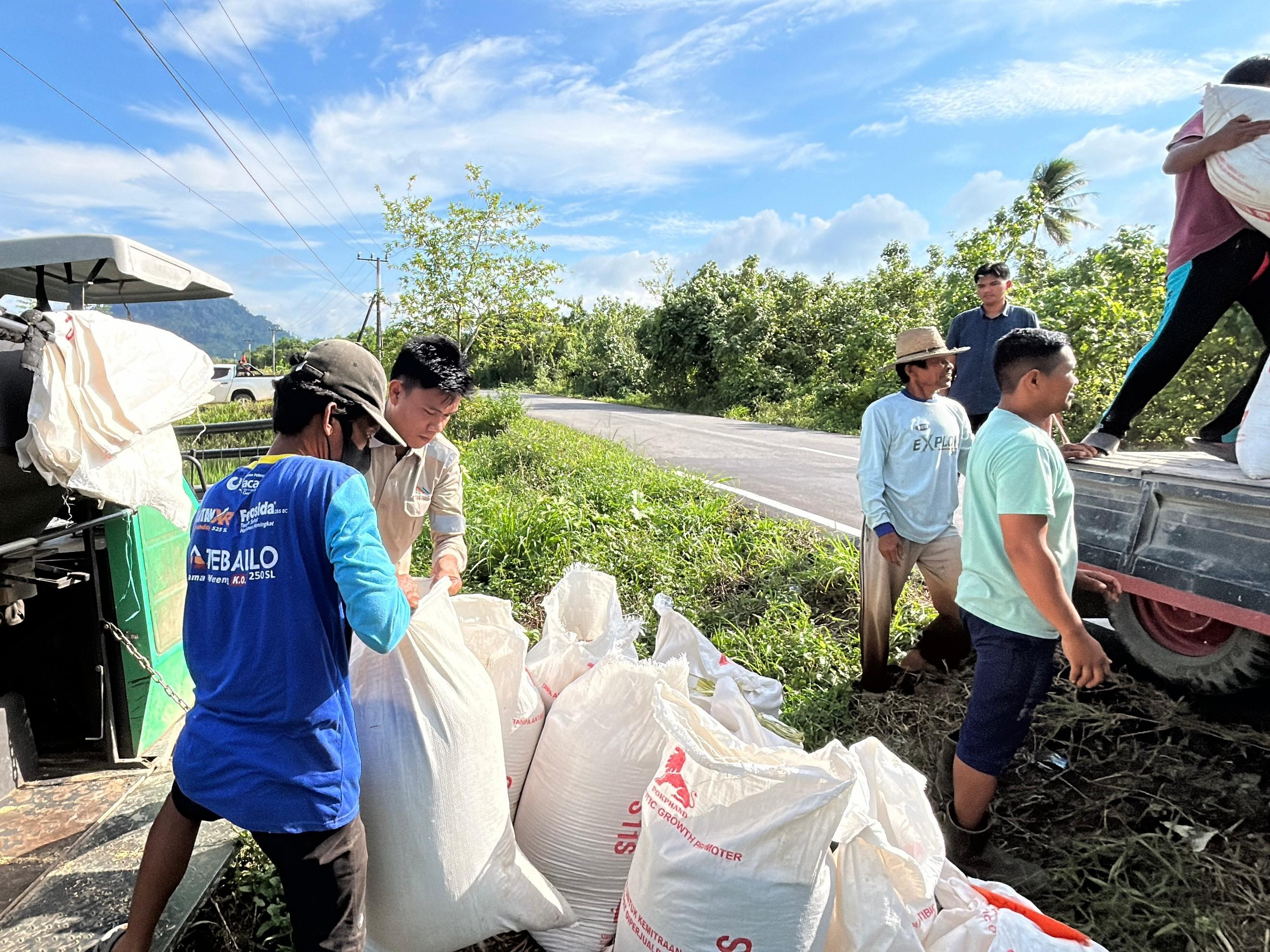 Panen Padi Melimpah di Desa Salino