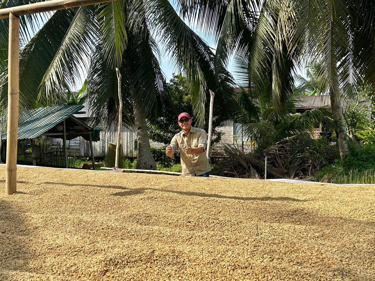 CSR Sebuku Coal Group dan Pemerintah Desa Salino Tinjau Panen Padi Kelompok Binaan