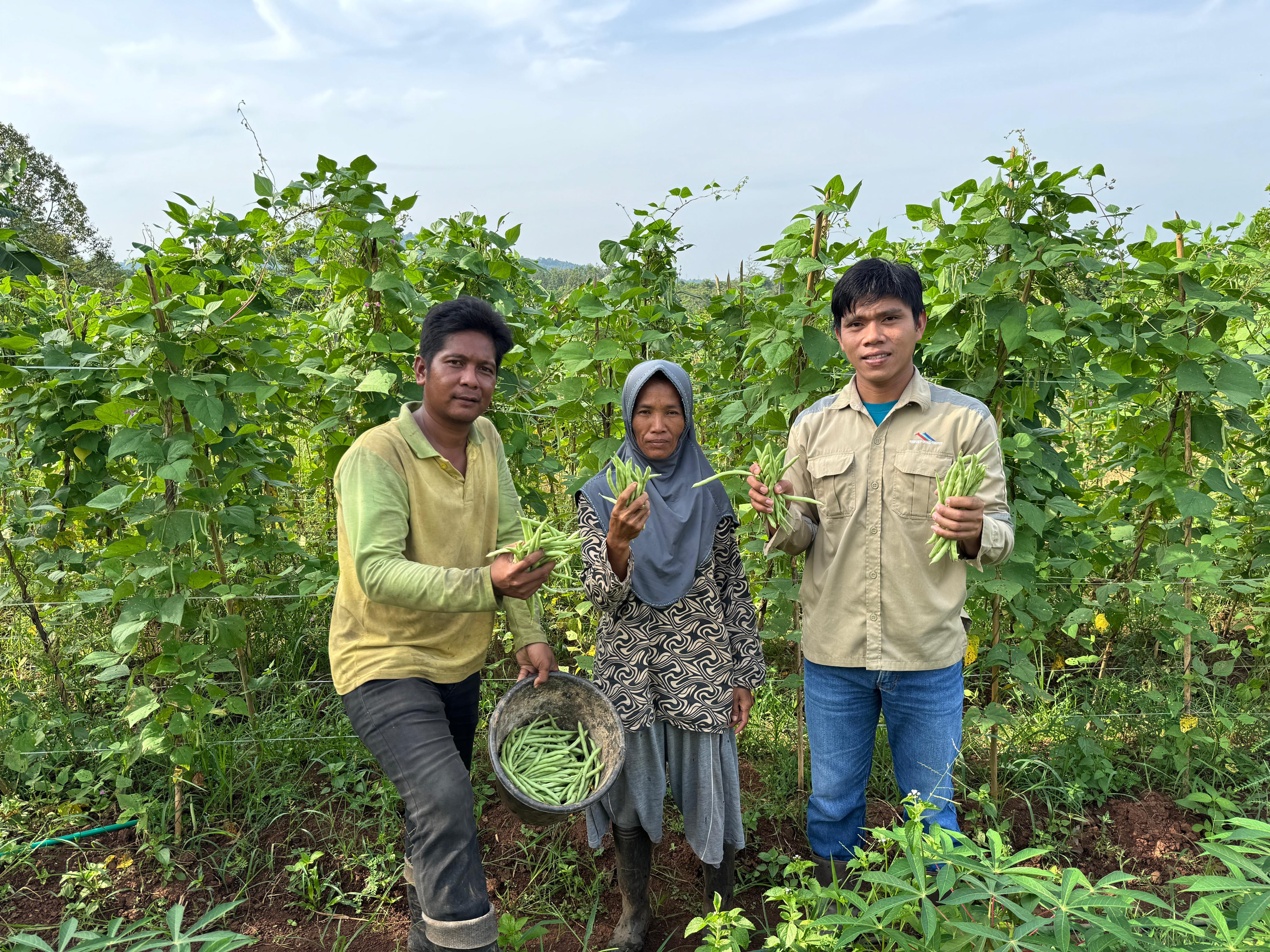 Kebersamaan di Lahan Pertanian, CSR Sebuku Coal Group Dampingi Panen Buncis