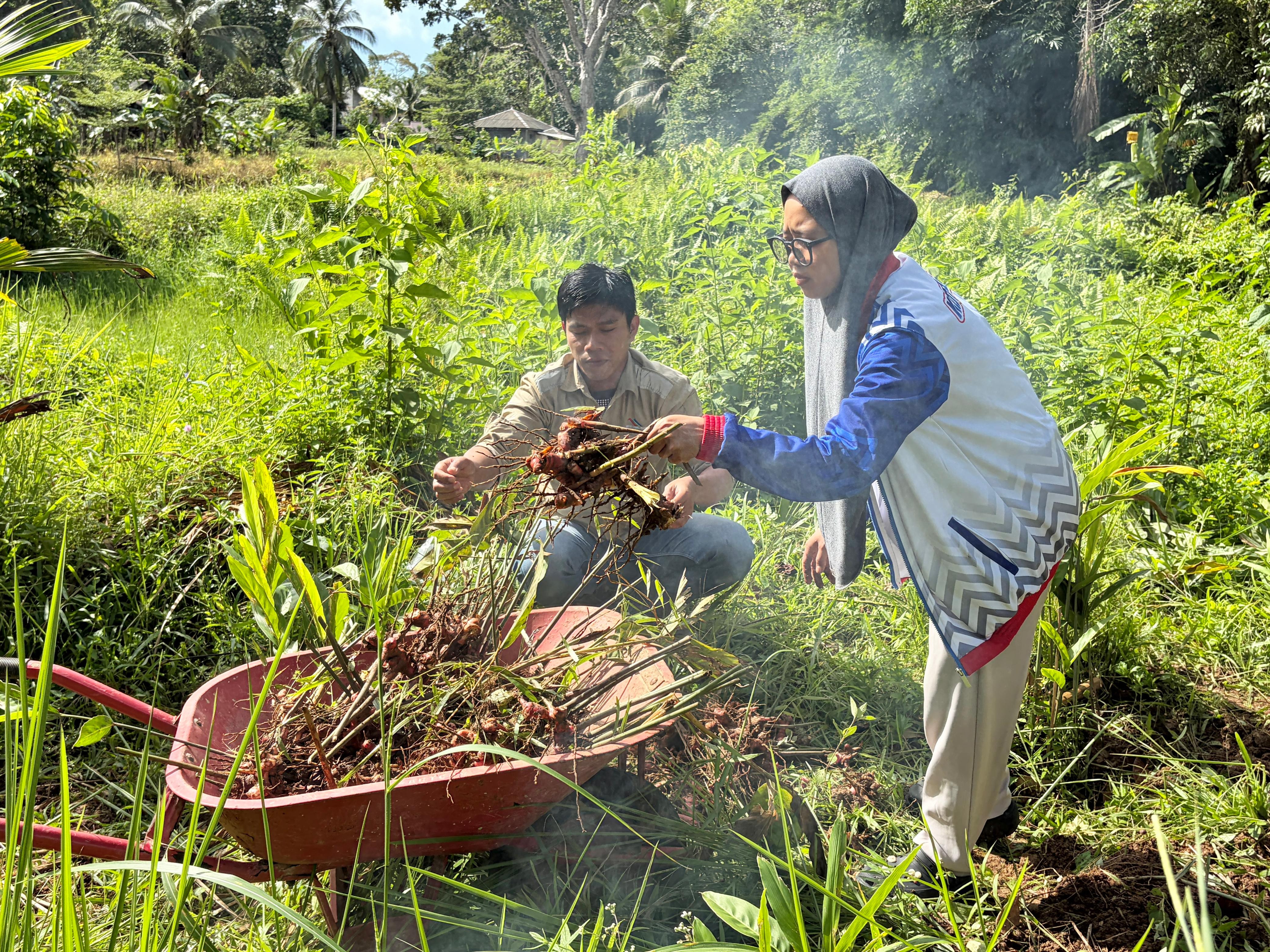 Laos Jadi Sumber Cuan Warga Megasari, Panen Rutin 20 Kg per Minggu
