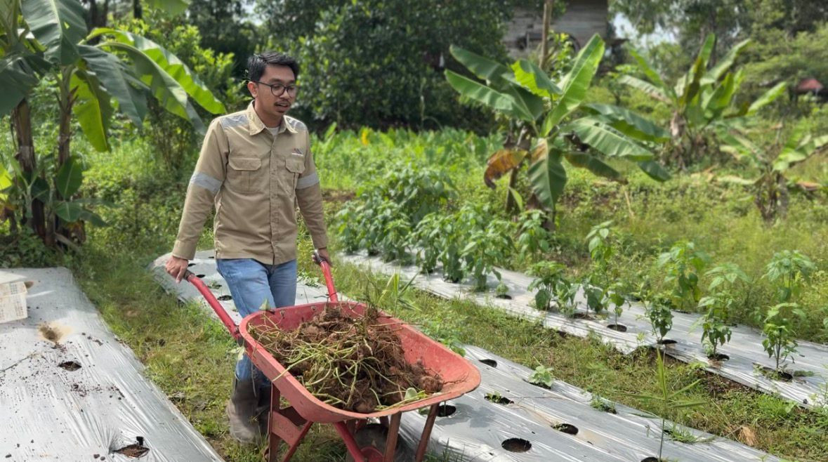 Jelang Idul Fitri, Kelompok Tani Megasari Jaya Panen 50 Kg Ubi Jalar Didampingi CSR